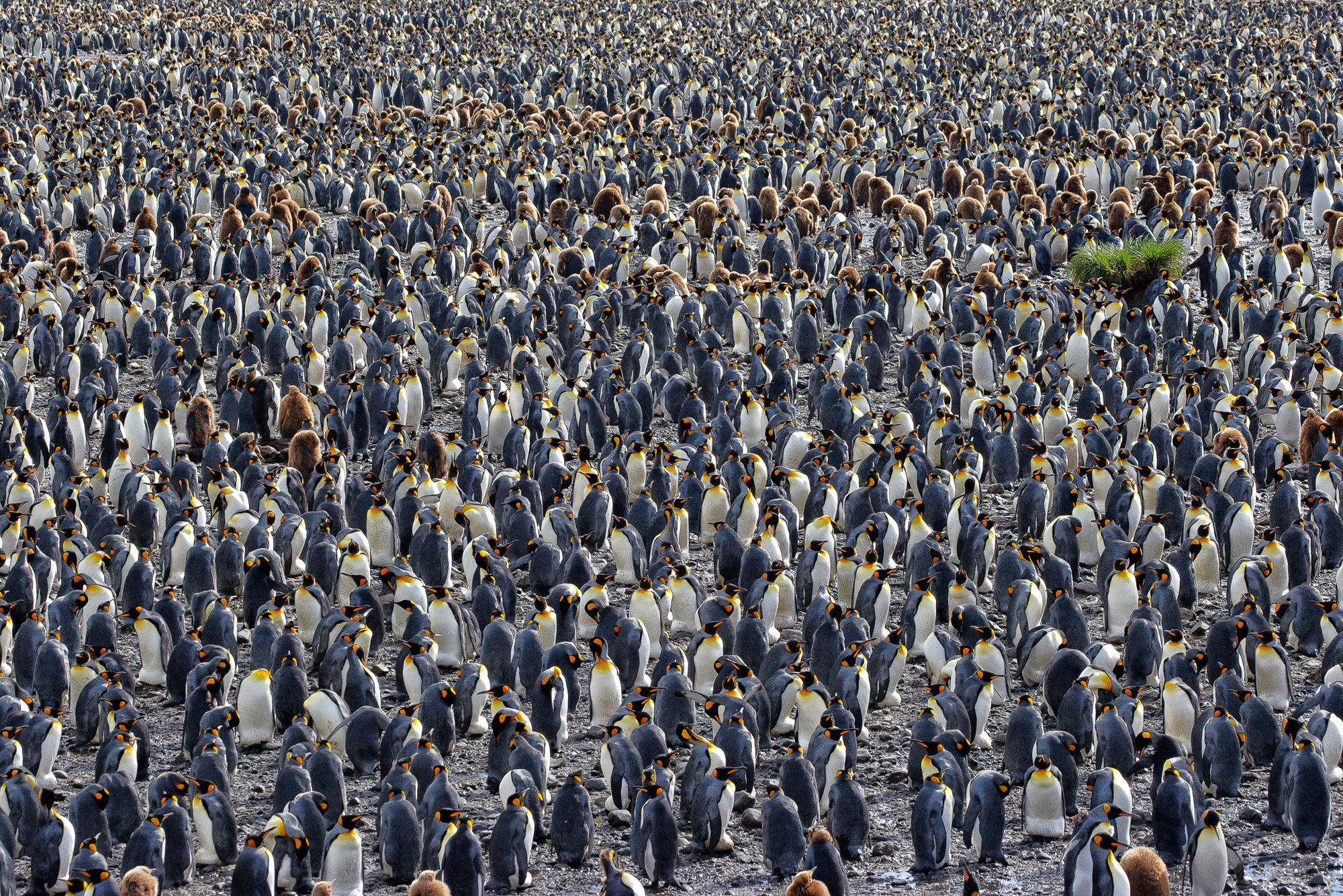 Königspinguine in Süd Georgien, Salisbury Plain